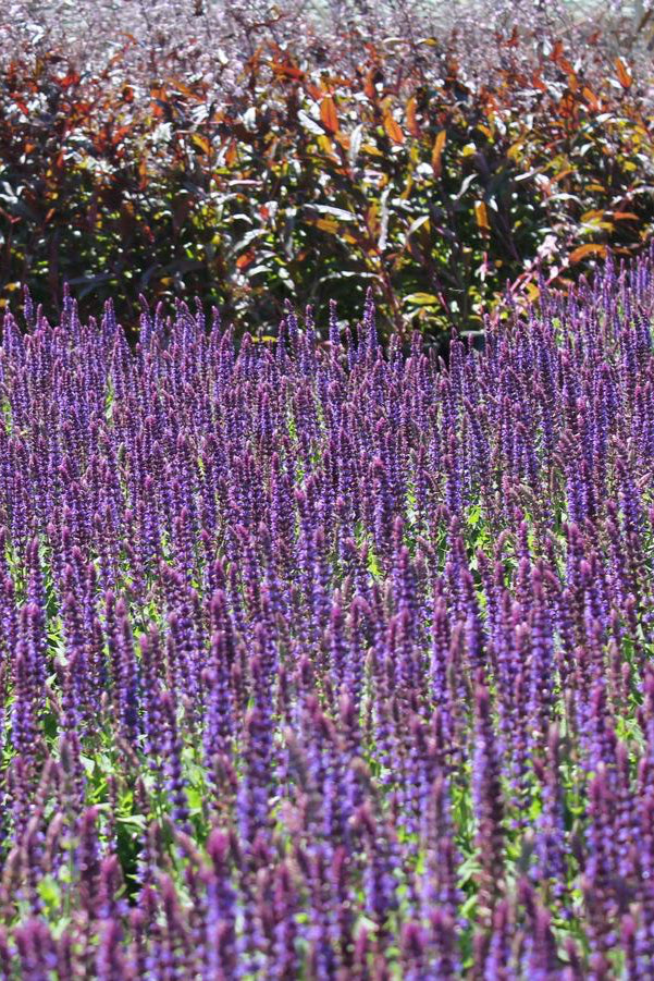 Detail picture of the deep purple violet buds and flowers of Salvia 'East Friesland' in bloom and in mass. ©Hoffie Nursery