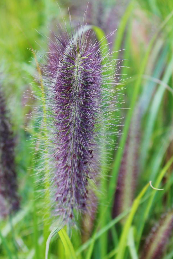 Pennisetum 'Red Head' in full form showing the plumes up close ©Hoffie Nursery