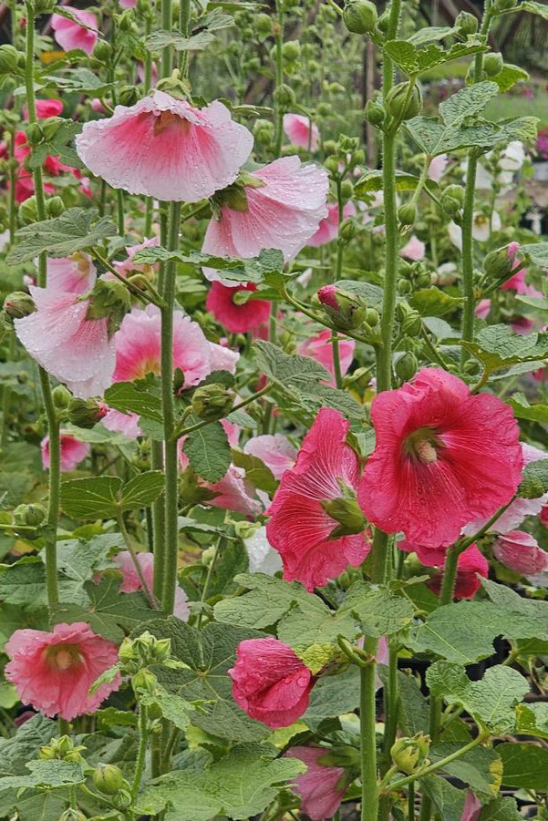 Alcea 'Indian Spring' patch of perennials in bloom with shades of red, white and pink ©Hoffie Nursery