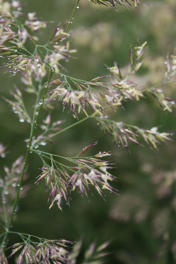 Calamagrostis 'Karl Foerster' grasses flower plum up close. ©Hoffie Nursery
