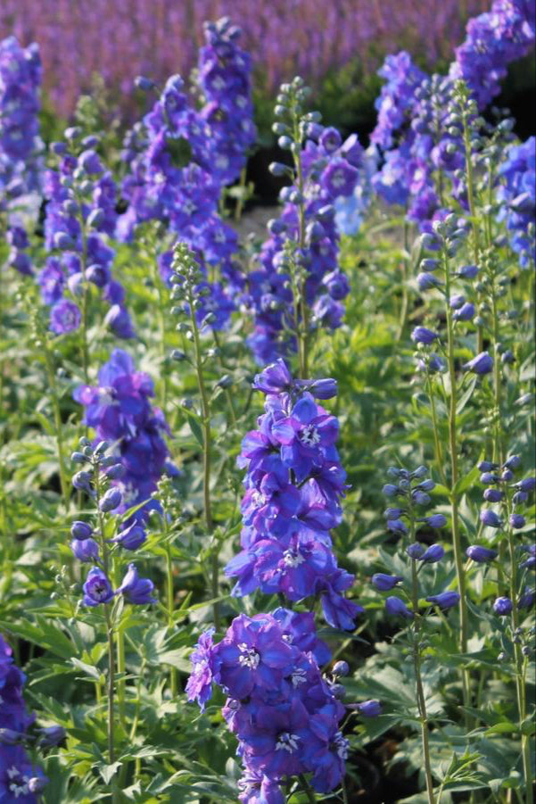 Delphinium 'Guardian Blue' planted in a mass in a garden plot in bloom ©Hoffie Nursery