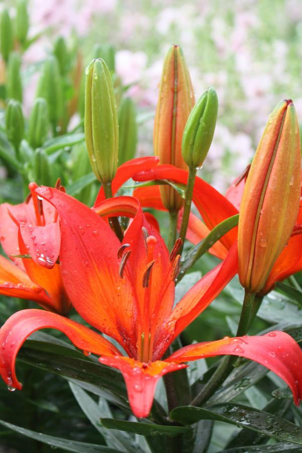 The large red flowers of the Lilium 'Matrix' planted in mass in a garden ©Hoffie Nursery