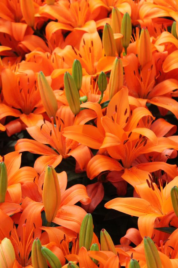 The bright huge flowers of the Lilium 'Orange Matrix' in bloom and planted in mass. ©Hoffie Nursery