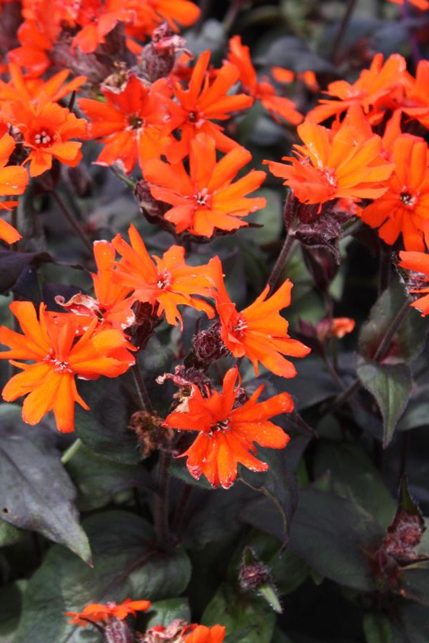 Lychnis 'Orange Gnome' in bloom. detail showing the vivid flowers. ©Hoffie Nursery