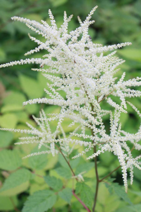 Aruncus diocus in full bloom and up close ©Hoffie Nursery