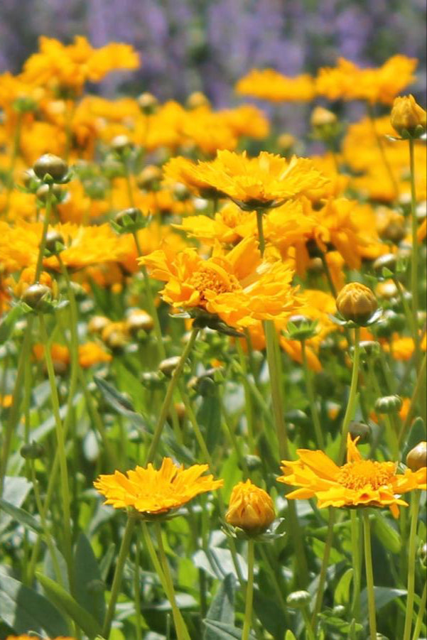 Coreopsis 'Jethro Tull' in full bloom in mass in the landscape .©Hoffie Nursery