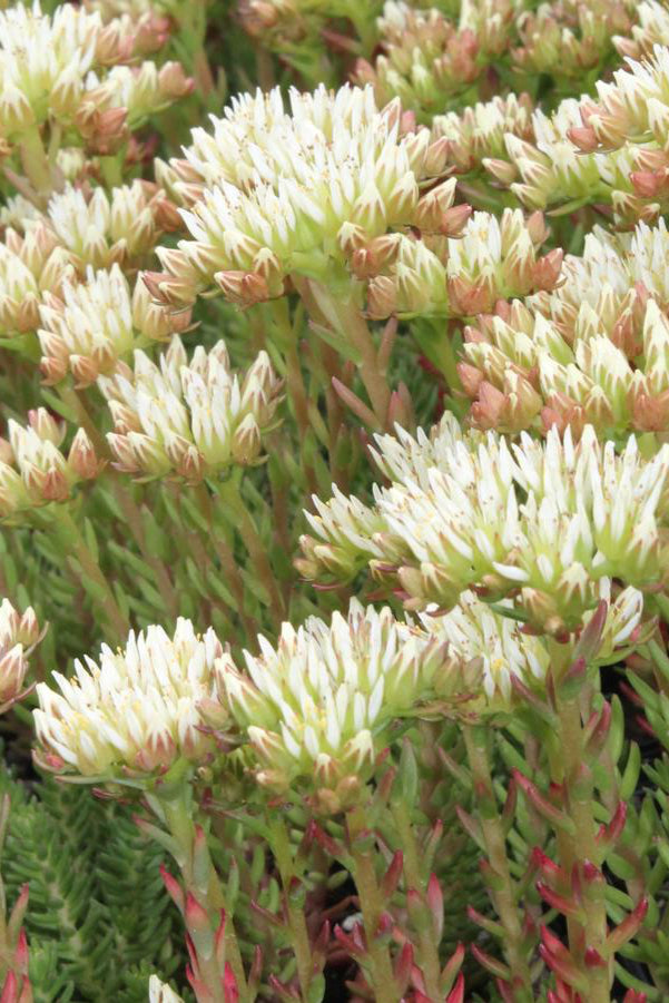 Sedum 'Red Wiggle' thick succulent like leaves up close starting to bloom its flowers ©Hoffie Nursery