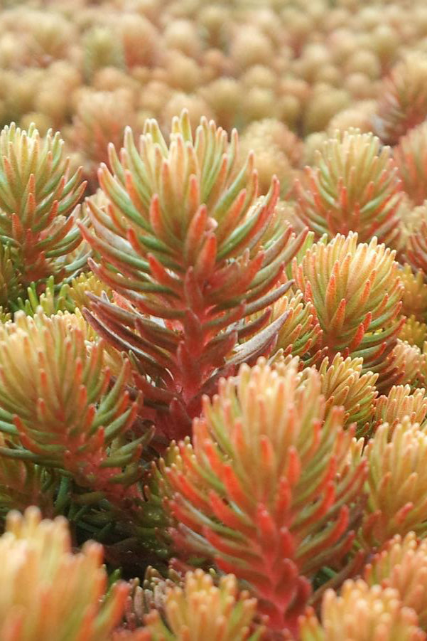 Sedum 'Angelina' thick auburn to green mat of foliage ©Hoffie Nursery
