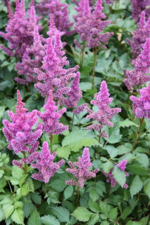 multiple plants of Astilbe 'Visions' planted in a garden in bloom with its pink flowers ©Hoffie Nursery