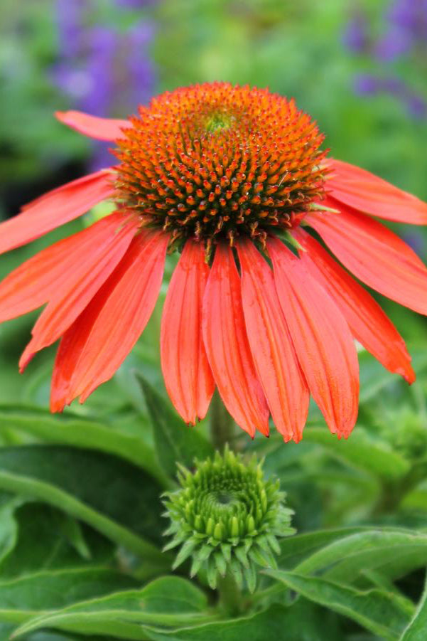 Echinacea 'Sombrero Adobe Orange' showing off the orange flower in bloom. ©Hoffie Nursery
