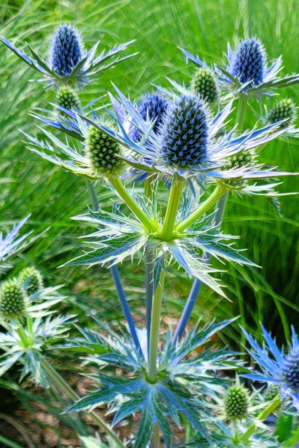 The steel blue spike flowers of the Eryngium 'Big Blue' ©Hoffie Nursery