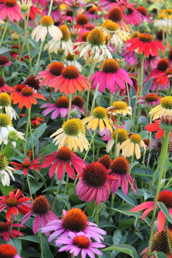 Multiple Echinacea 'Cheyenne Spirit' planted in mass in bloom showing the various colors of the petals ©Hoffie Nursery