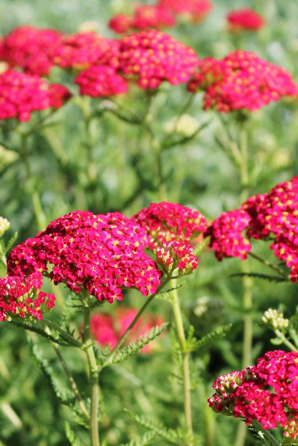 Field of blooming Achillea 'Paprika' with its flat red tops of flowers ©Hoffie Nursery.