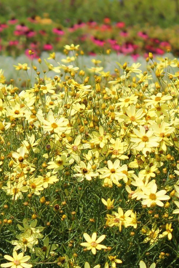 Coreopsis 'Moonbeam'planted in mass in bloom with its light yellow flowers @Hoffie Nursery