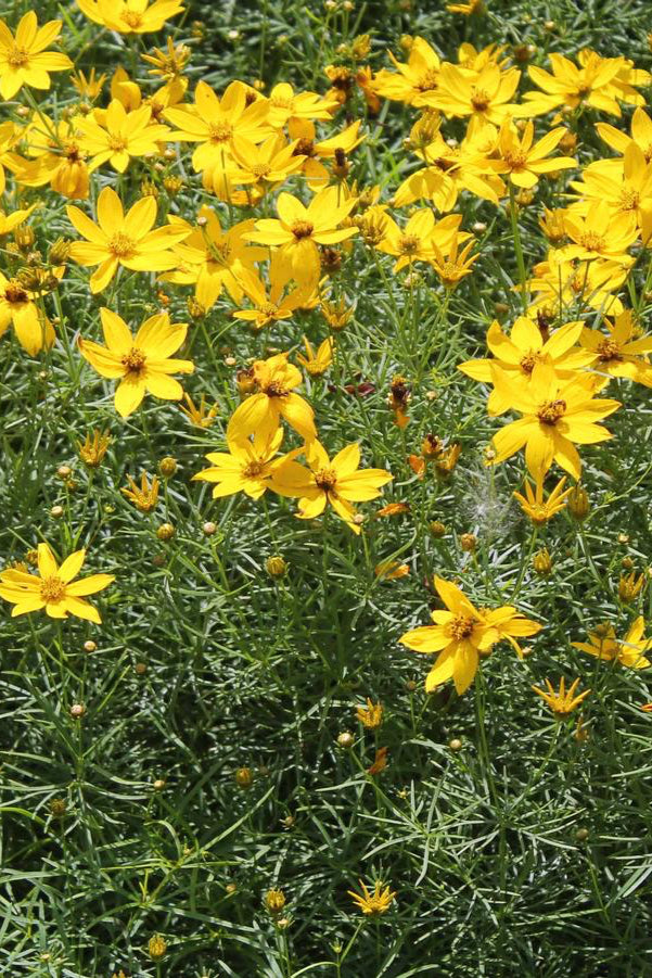 Coreopsis 'Zagreb' blooming in a garden in mass planting ©Hoffie Nursery
