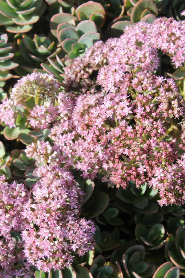 Sedum 'Lime Zinger' in bloom with pink flowers up close with its thick round green leaves with red rims ©Hoffie Nursery