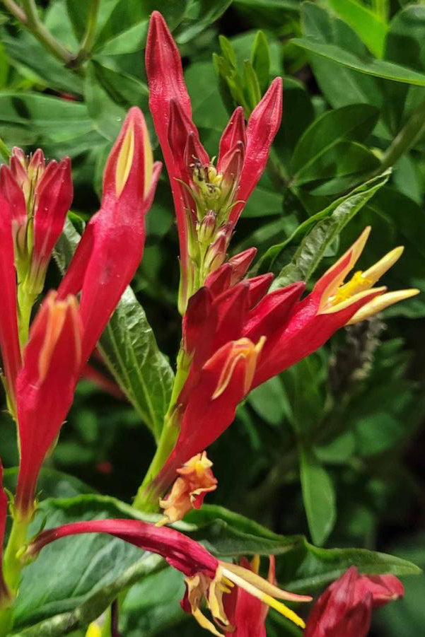 the red and yellow flowers of the Spigelia 'Little Redhead' in action ©Hoffie Nursery