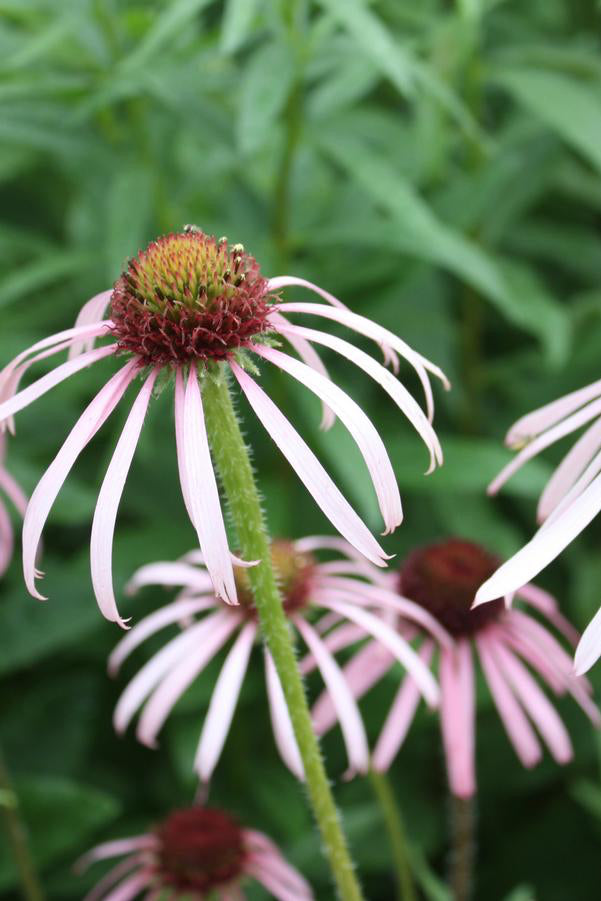 Echinacea pallida in bloom showing the downward petals. ©Hoffie Nursery