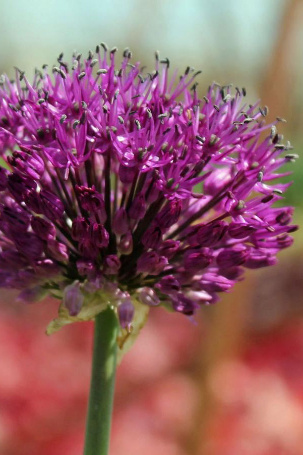 Allium 'Purple Sensation' in bloom with its purple flower balls ©Hoffie Nursery