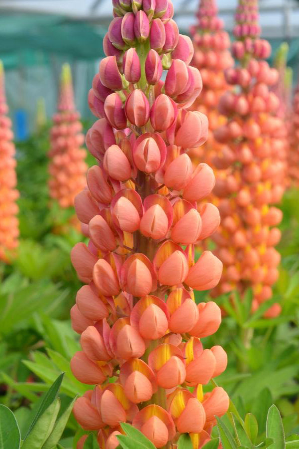 Flower bloom spikes of the Lupinus 'Terracotta' perennial in mass. ©Hoffie Nursery