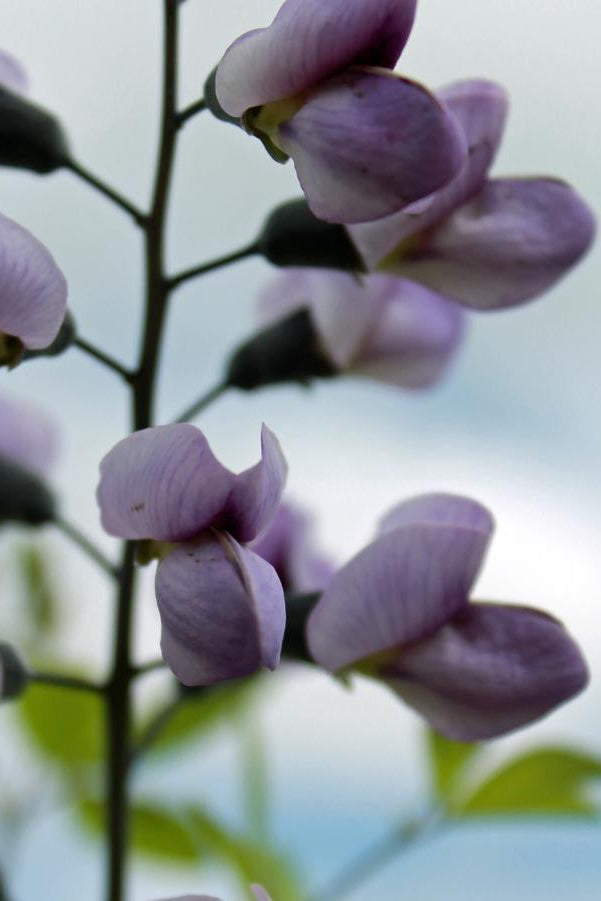 Baptisia 'Purple Smoke' purple flowers up close ©Hoffie Nursery