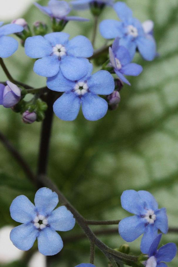 Brunnera 'Jack Frost' sweet blue flower in bloom and up close ©Hoffie Nursery