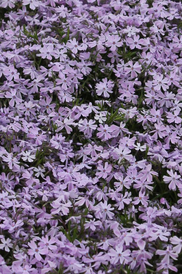 up close picture of the sweet light purple blue blooms of the Phlox 'Emerald Blue' planted in mass as a ground cover ©Hoffie Nursery