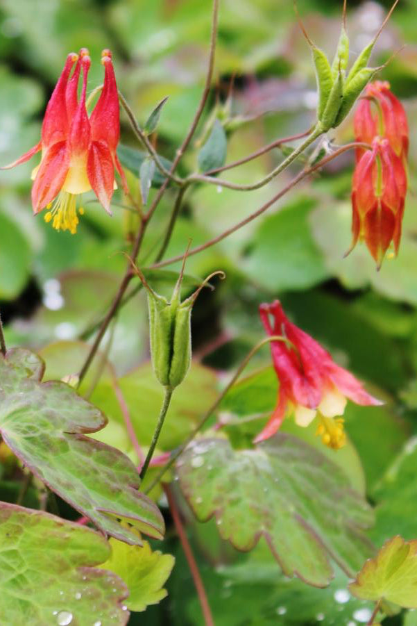 Aquilegia canadensis up close red and yellow flowers ©Hoffie Nursery