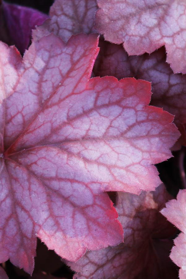 Heuchera 'Georgia Peach' up close with maroon red leaves ©Hoffie Nursery