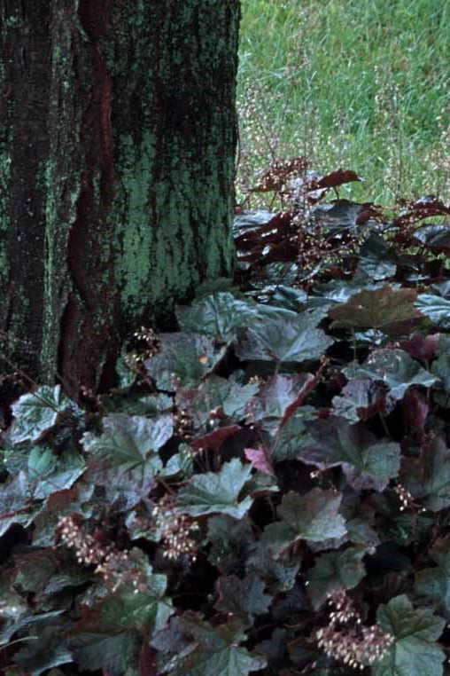 Heuchera 'Palace Purple' in a landscape under a tree in mass ©Hoffie Nursery