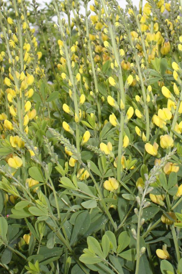 Baptisia 'Solar Flare' in multiples in a garden with its yellow flowers starting to open. ©Hoffie Nursery