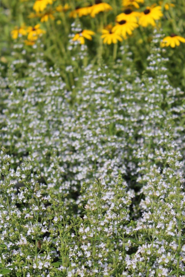 Calamintha var. nepeta in bloom en masse in front of yellow Rudbeckia . ©Hoffie Nursery