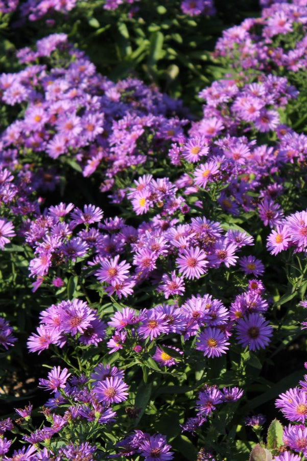 A patch of Aster 'Wood's Purple' in full bloomed ©Hoffie Nursery