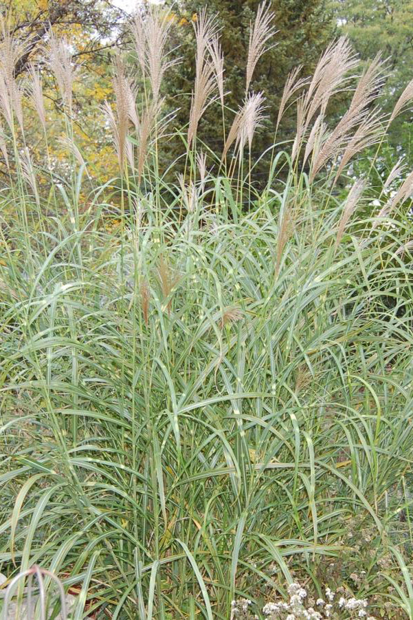 picture of the horizontal stripes and plumes on a mature Miscanthus 'Zebrinus' ©Hoffie Nursery