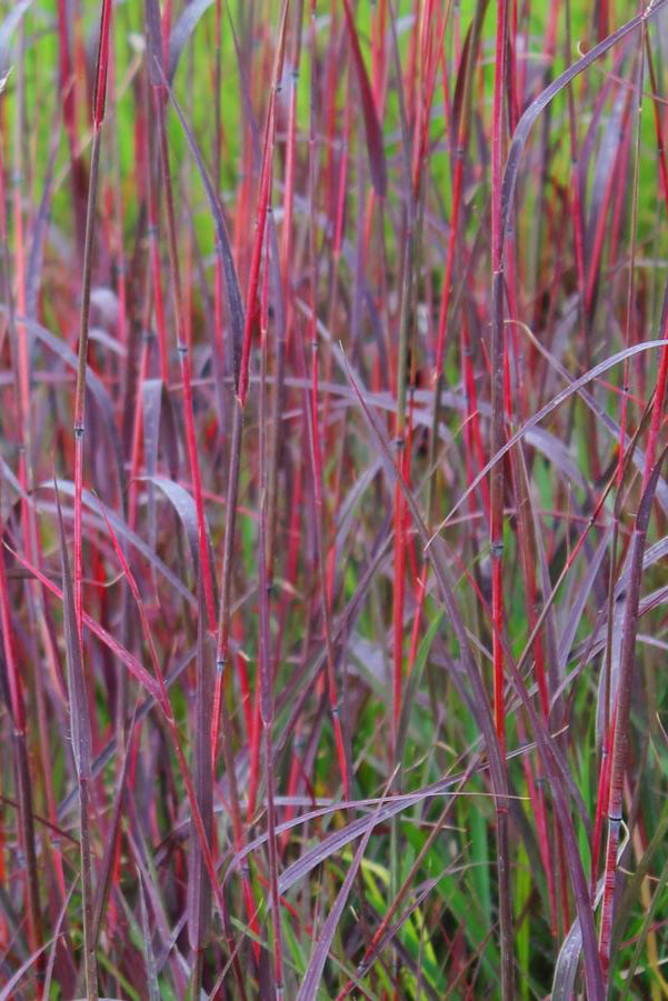 Andropogon 'Red October' in peak color ©Hoffie Nusery