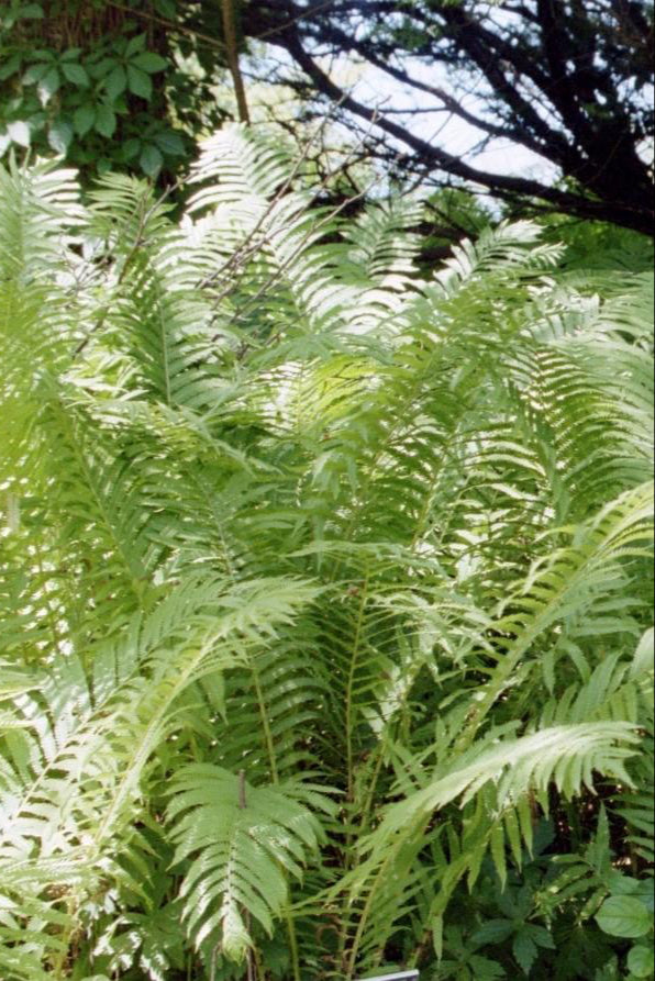 Detail of the serrated green fronds of the Matteussia "Ostrich Fern" planted in mass ©Hoffie Nursery