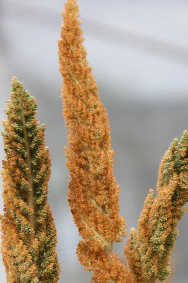 Osmunda cinnamomea plante cinnamon colored plumes ©Hoffie Nursery