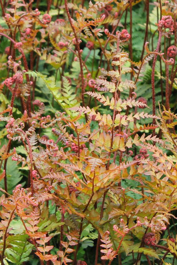 The Dryopteris 'Brilliance' leaves showing autumnal shades of rust and yellow chartreuse. . ©Hoffie Nursery