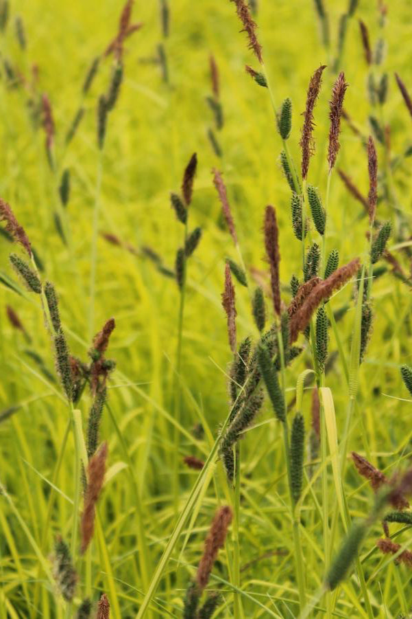 Carex 'Bowles Golden' en masse with its bright yellow foliage with green margins. @Hoffie Nursery