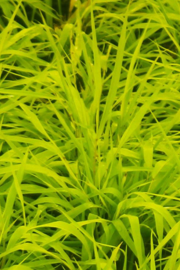 The vibrant yellow blades of the Hakonechloa 'All Gold' up close. ©Hoffie Nursery