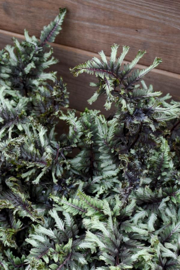 Anthyrium 'Crested Surf' showing off its sexy and frilly burgundy and silver foliage.  ©Hoffie Nursery