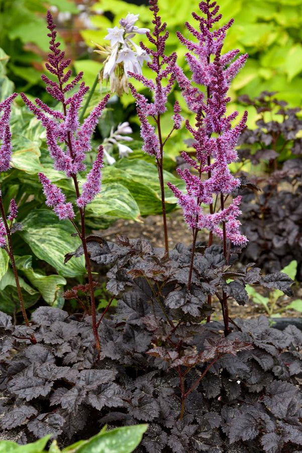 Astilbe 'Dark Side of the Moon' in bloom with its dark leaves in front of a chartreuse perennials ©Hoffie Nursery