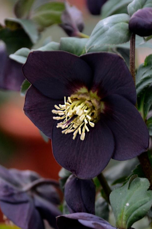 Helleborus 'New York Night' dark purple black flowers up close ©Hoffie Nursery
