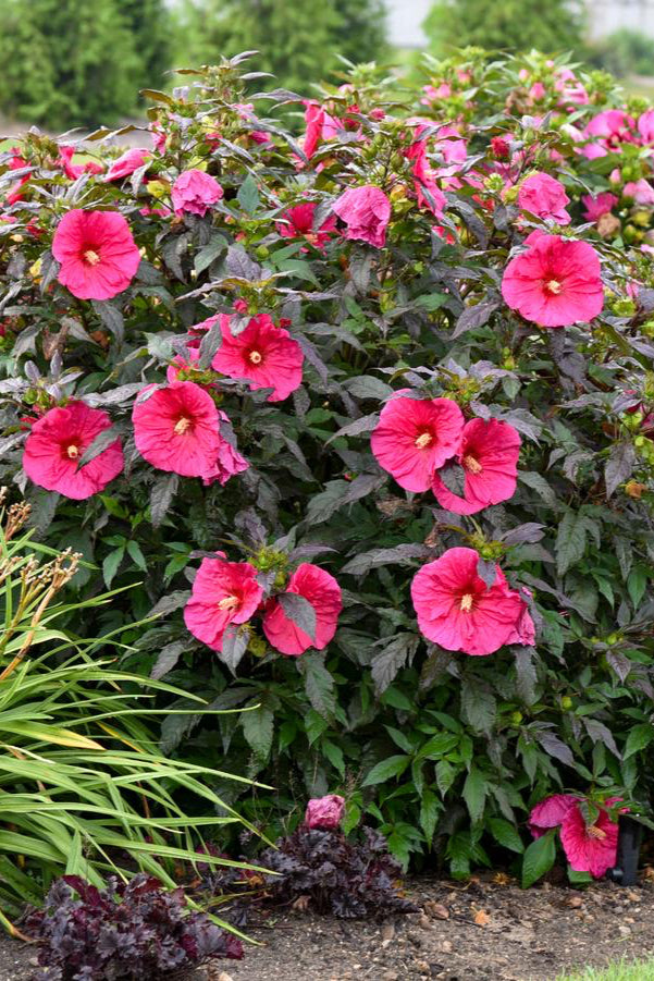 The huge hot pink open blooms of the Hibiscus 'Evening Rose' shrubs planted in multiple in a garden ©Hoffie Nursery