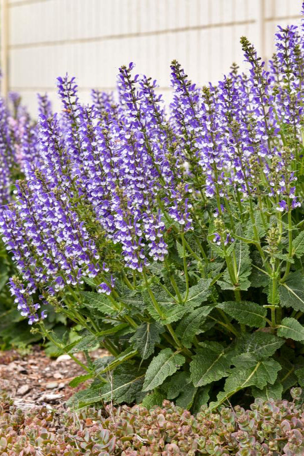 Saliva 'Azure Snow' planted in mass and blooming. ©Hoffie Nursery