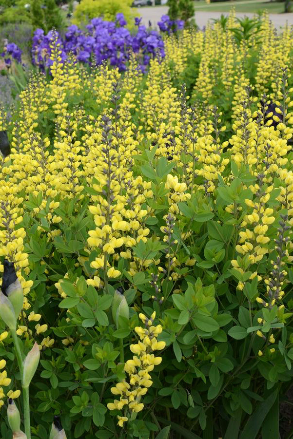 Yellow Baptisia 'Lemon Meringue' flowers in a garden with green grass and other plants in the background ©Hoffie Nursery