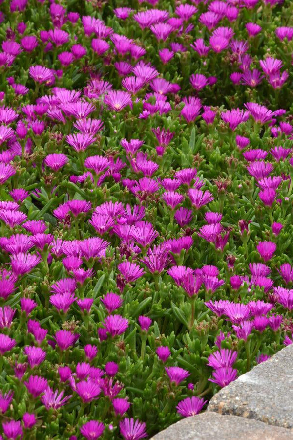 Delosperma 'Violet' in a garden and blooming ©Hoffie Nursery