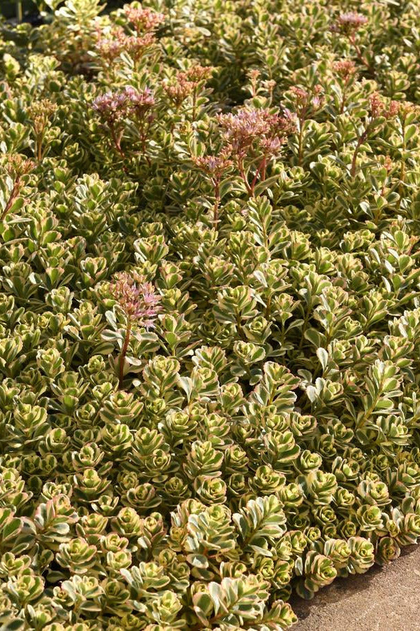 Sedum 'What a Doozie' with variegated leaves and small pink flowers growing next to a paved path. ©Hoffie Nursery