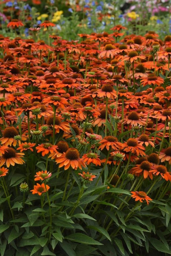 Field of Echinacea 'Artisan Soft Orange' bright orange flowers with green leaves in a garden setting ©Hoffie Nursery
