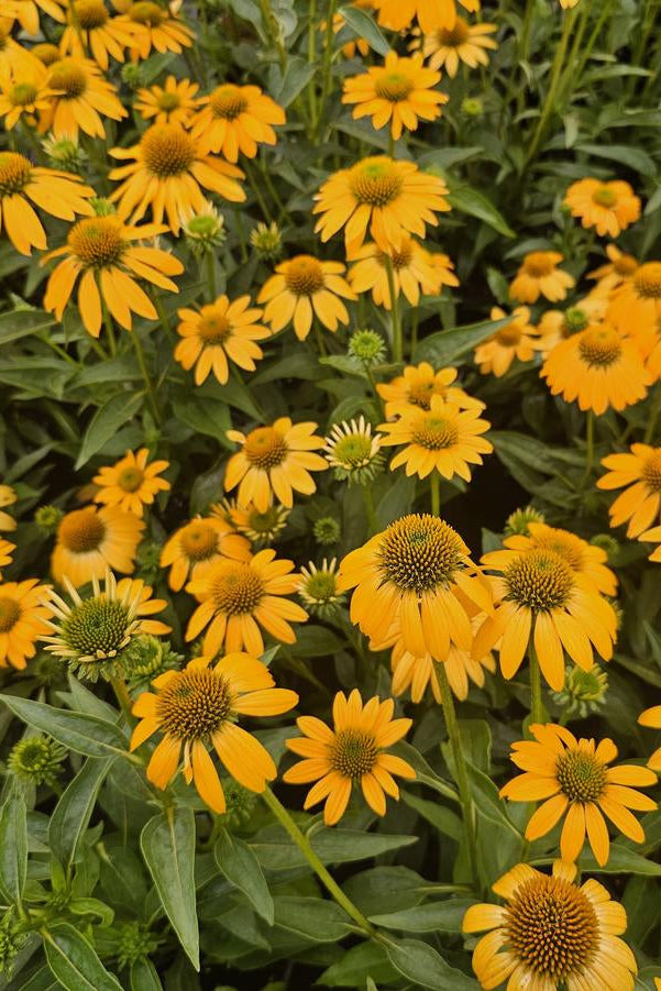 Close-up of a Echinacea 'Artisan Yellow Ombre' cluster of bright yellow flowers with green leaves ©Hoffie Nursery